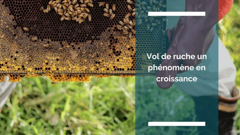 Comment sécuriser ses ruches contre les vols ?