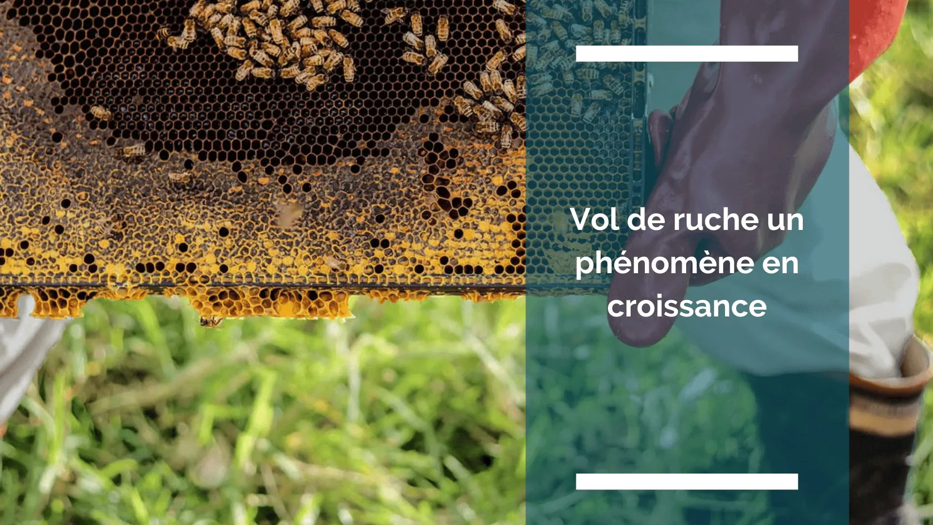 Visuel de l'article : vol de ruche un phénomène en croissance