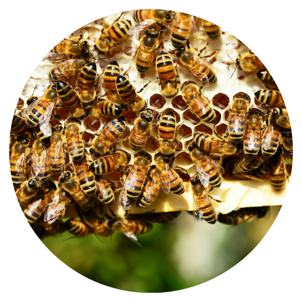 photo d'abeilles